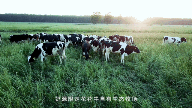 榮譽(yù) | 花花牛乳業(yè)集團(tuán)旗下七家子公司 獲評(píng)河南省“農(nóng)業(yè)產(chǎn)業(yè)化重點(diǎn)龍頭企業(yè)”