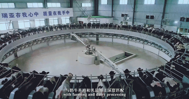 快訊 | 河南省委常委、省紀委書記、省監(jiān)委主任任正曉蒞臨花花牛乳業(yè)集團新蔡瑞亞牧場調(diào)研