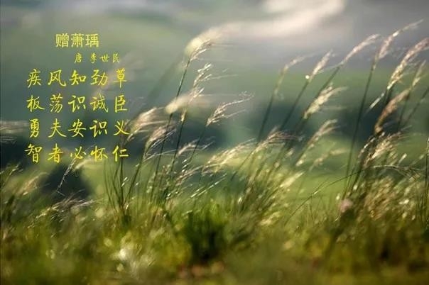 花花牛 | 疾風來臨，你是不是勁草？